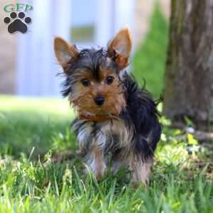 Connor, Yorkie Puppy